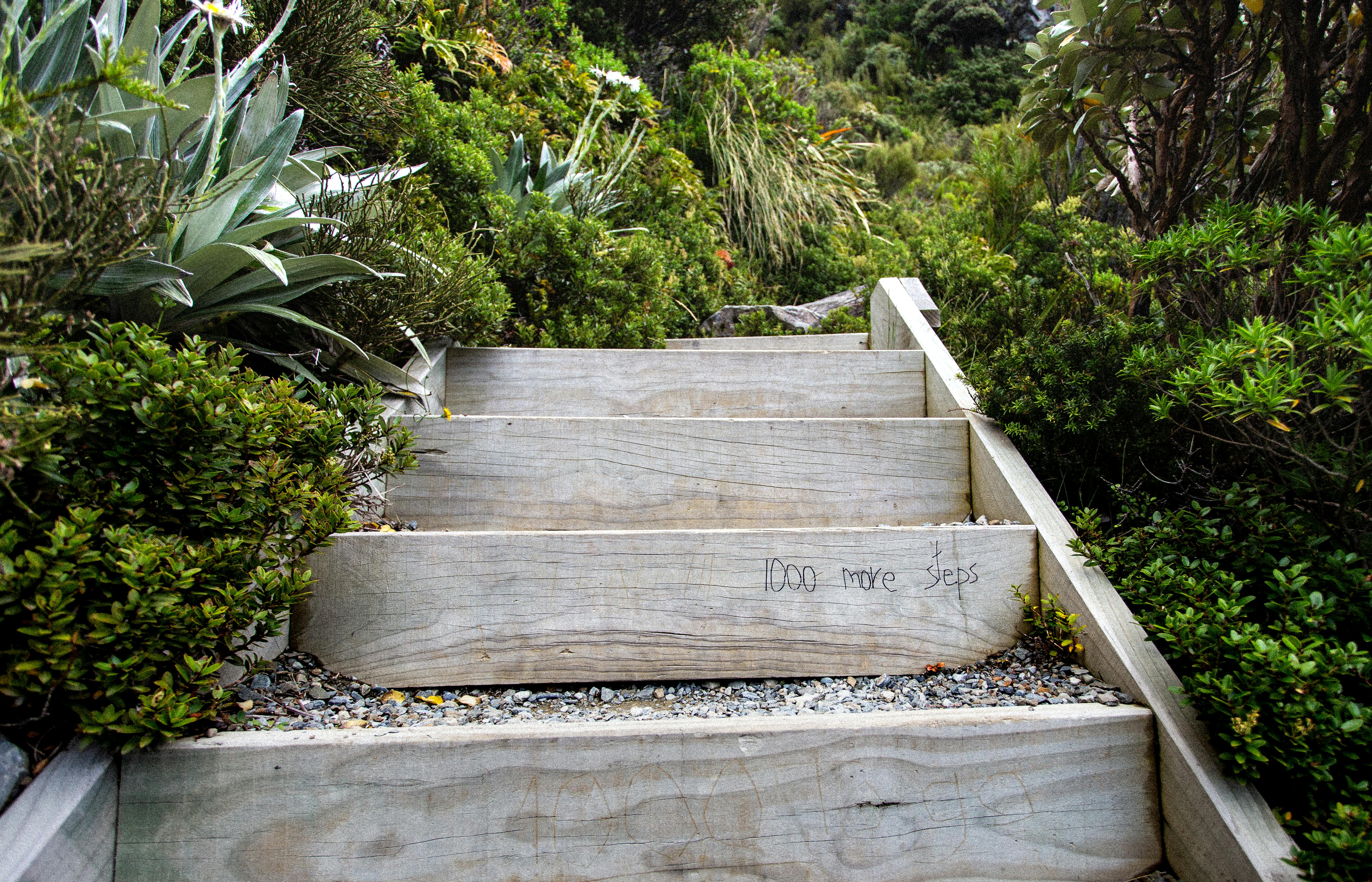Nature path image representing growth and momentum